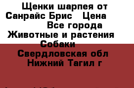 Щенки шарпея от Санрайс Брис › Цена ­ 30 000 - Все города Животные и растения » Собаки   . Свердловская обл.,Нижний Тагил г.